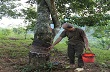 Thị trường đầu ra cho mủ cao su ở Phong Thổ: Nhiều khó khăn